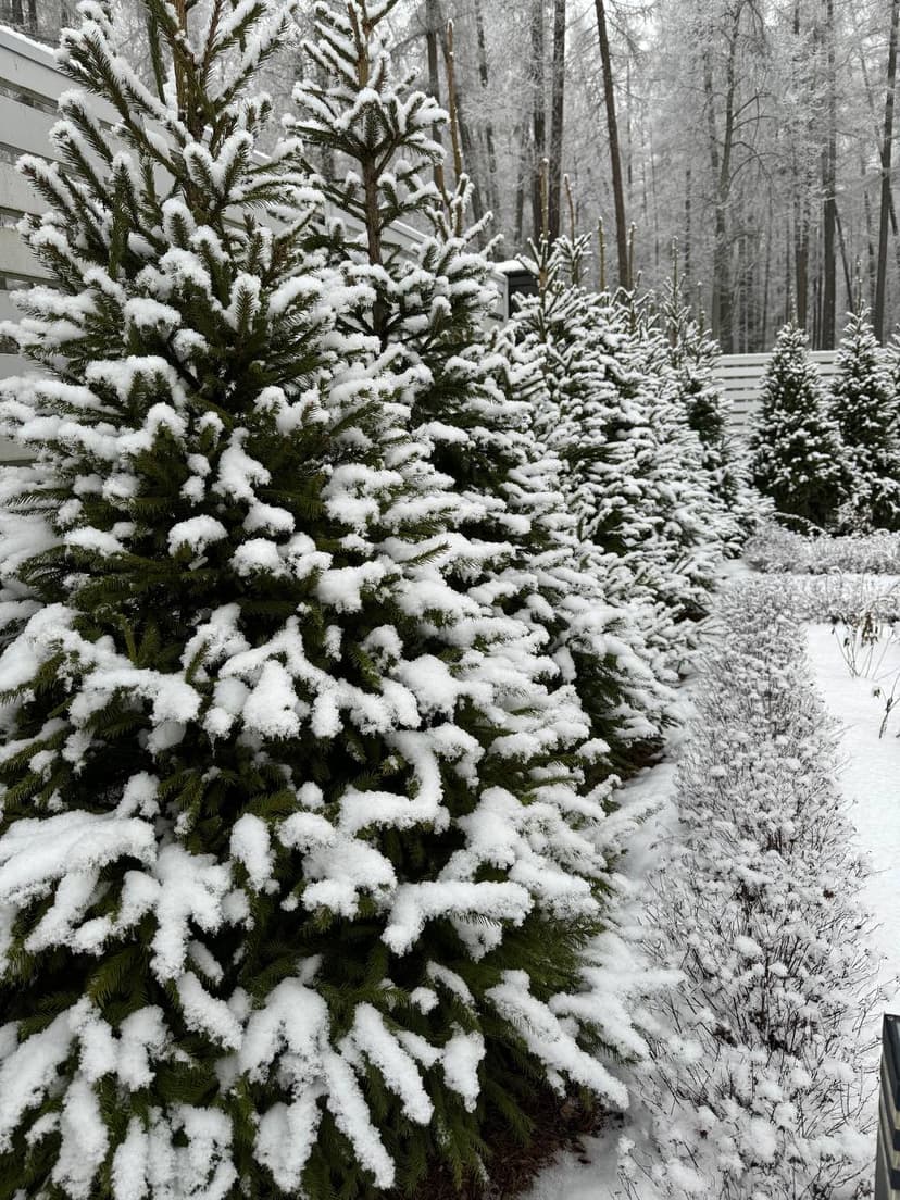 Зимний пейзаж с деревянным домом и заснеженными елями в лесу.