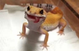 Пост про домашних питомцев и про то, как наши питомцы влияют на нашу жизнь. image preview