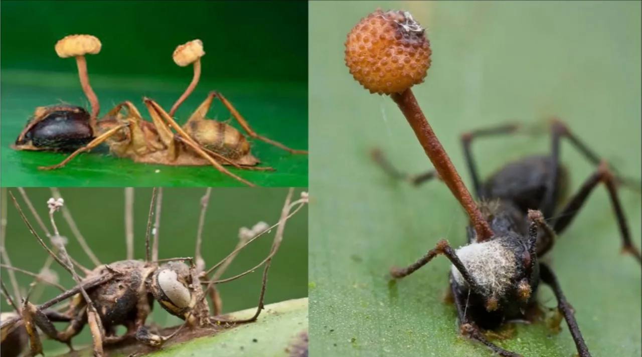 Разоблачение реальных организаций и неожиданные факты. image preview