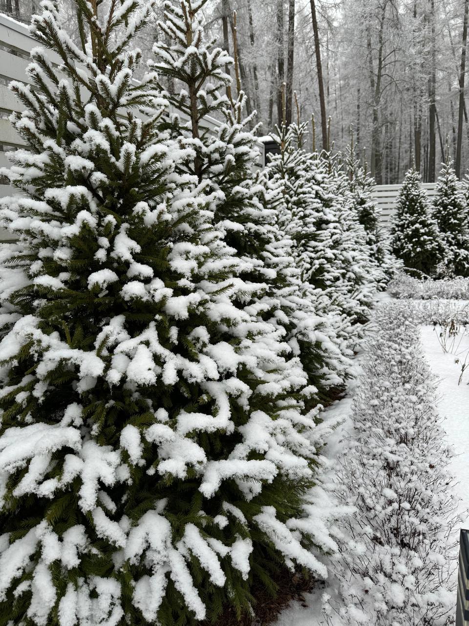 Почему я построил дом возле леса для эмпатичного руководителя image preview